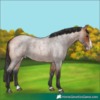 Horse Color:Bay Roan Splash