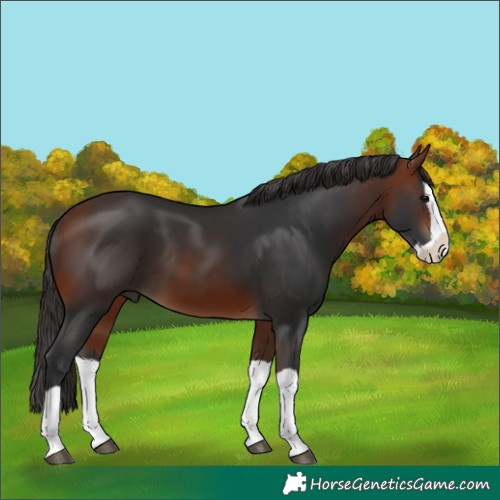 Horse Color:Bay Splash 