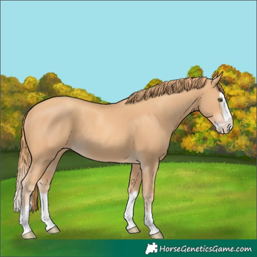 Horse Color:Gold Champagne Splash