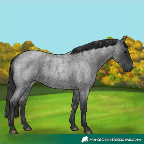 Horse Color:Blue Roan 