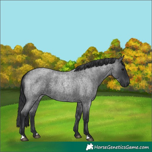 Horse Color:Blue Roan