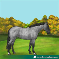 Horse Color:Blue Roan 