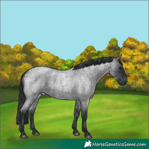 Horse Color:Blue Roan 