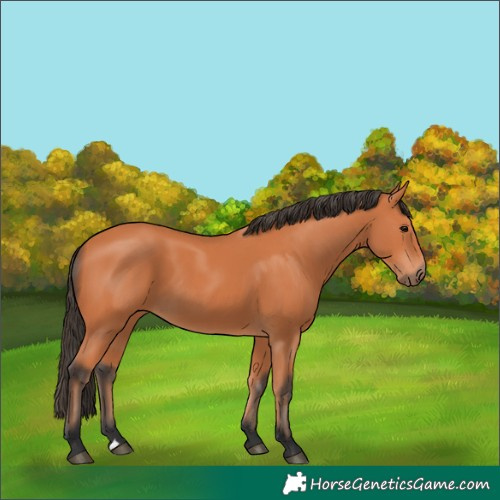 Horse Color:Bay 