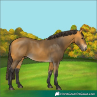Horse Color:Buckskin 