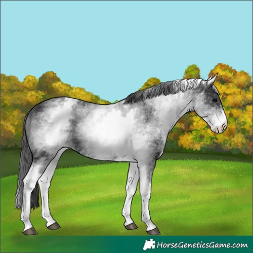 Horse Color:White Spotted Black