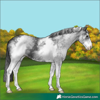 Horse Color:White Spotted Black