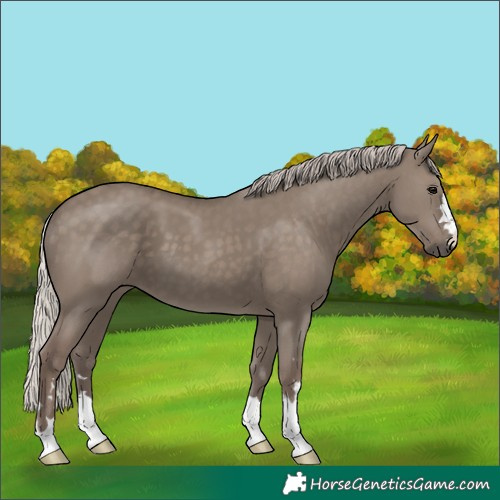 Horse Color:Silver Grullo
