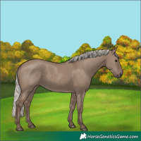 Horse Color:Silver Grullo 