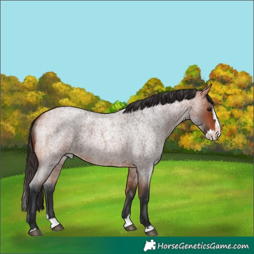 Horse Color:Bay Roan Splash