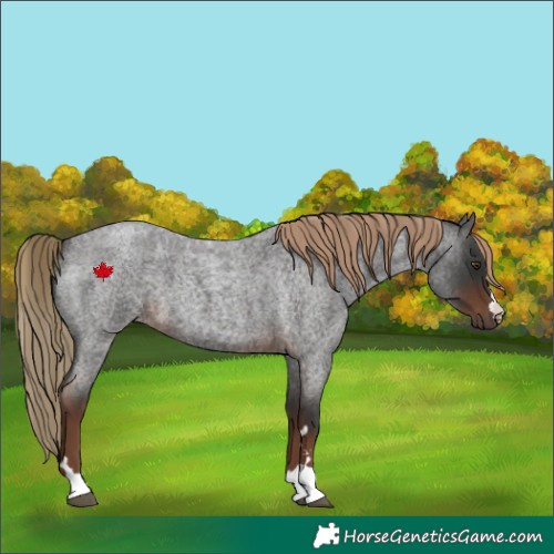 Horse Color:Liver Red Roan