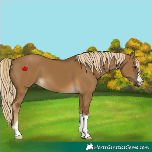 Horse Color:Chocolate Palomino Dun 