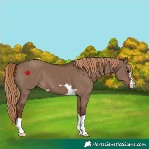 Horse Color:Liver Red Dun