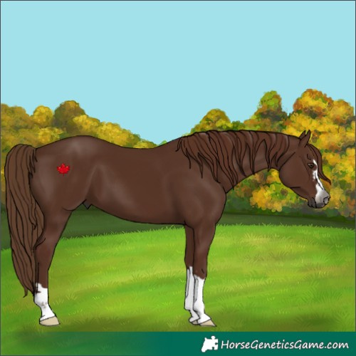 Horse Color:Gray Chestnut 