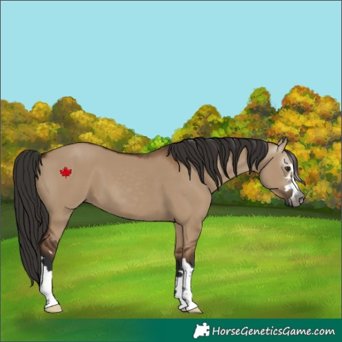 Horse Color:Gray Liver Red Dun 