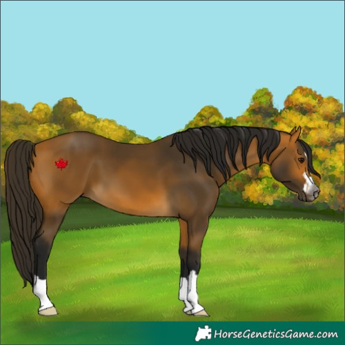 Horse Color:Gray Buckskin 