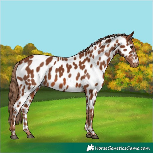 Horse Color:Chestnut Near Leopard 