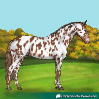 Horse Color:Chestnut Near Leopard 