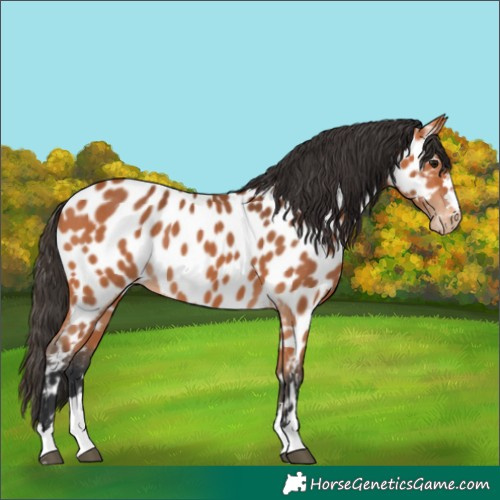 Horse Color:Bay Appaloosa 