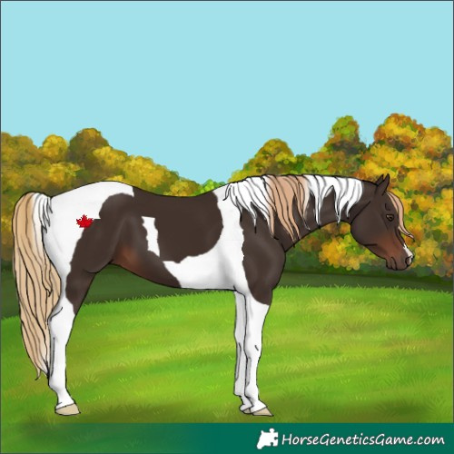 Horse Color:Liver Chestnut Tobiano