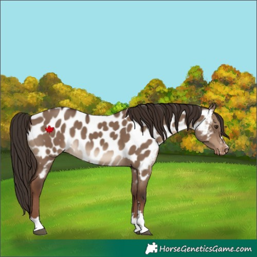 Horse Color:Liver Red Dun Appaloosa 