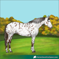 Horse Color:Gray Chestnut Near Leopard 