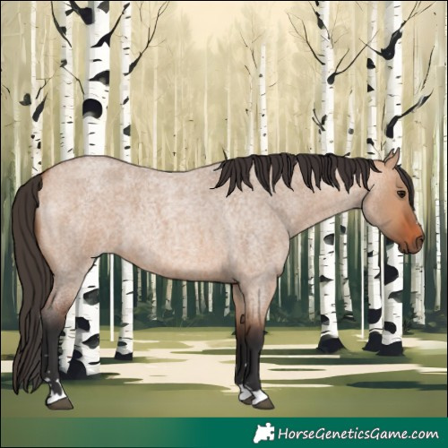 Horse Color:Bay Roan Dun 