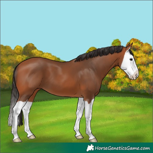 Horse Color:Bay Splash 