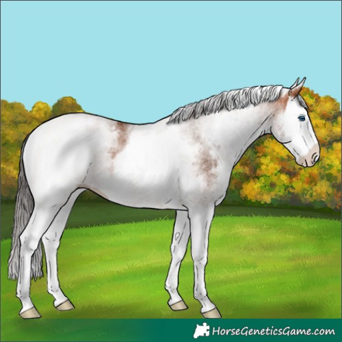 Horse Color:White Spotted Bay Splash