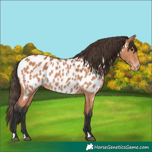 Horse Color:Bay Appaloosa 