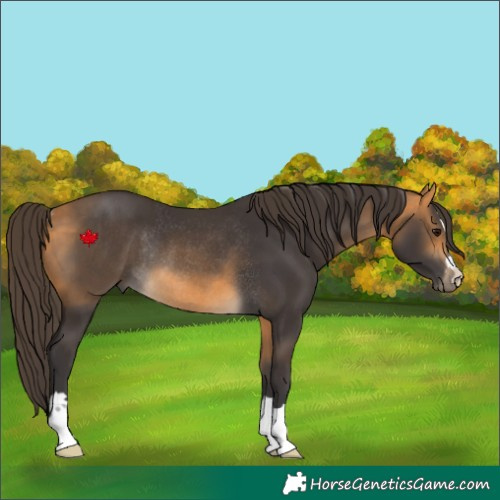 Horse Color:Buckskin Rabicano 