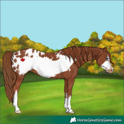 Horse Color:White Spotted Chestnut Frame Appaloosa 