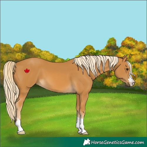 Horse Color:Palomino 