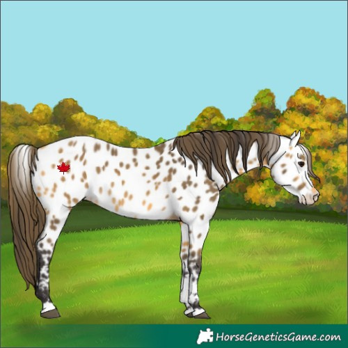 Horse Color:Buckskin Appaloosa 