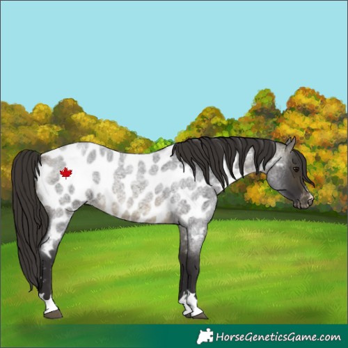 Horse Color:Buckskin Roan Appaloosa 
