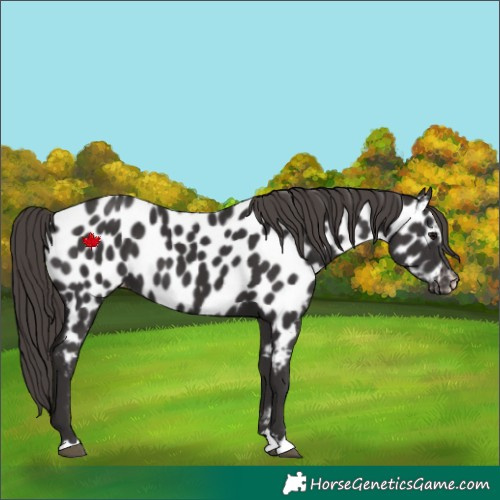 Horse Color:Smoky Black Near Leopard 