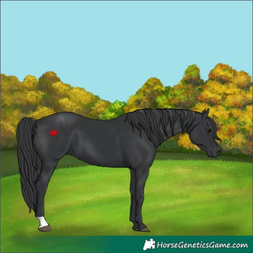 Horse Color:Black 