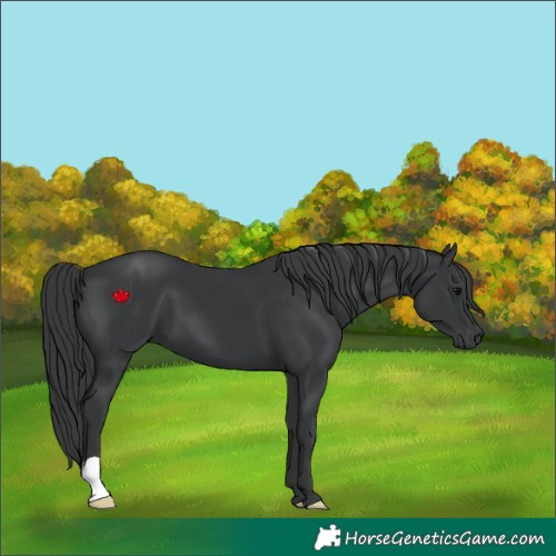 Horse Color:Black 