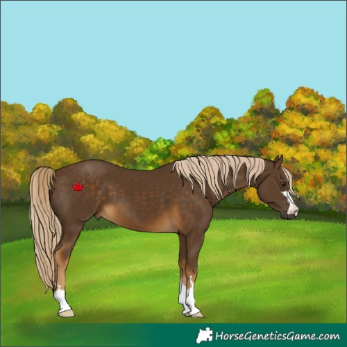 Horse Color:Chocolate Palomino 