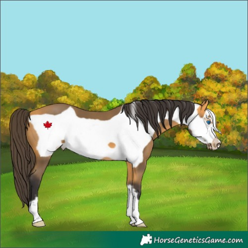 Horse Color:Buckskin Frame 