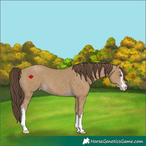 Horse Color:White Spotted Classic Cream Champagne 