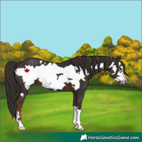Horse Color:Liver Chestnut Frame 