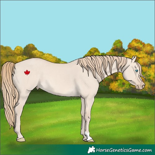 Horse Color:Perlino Dun