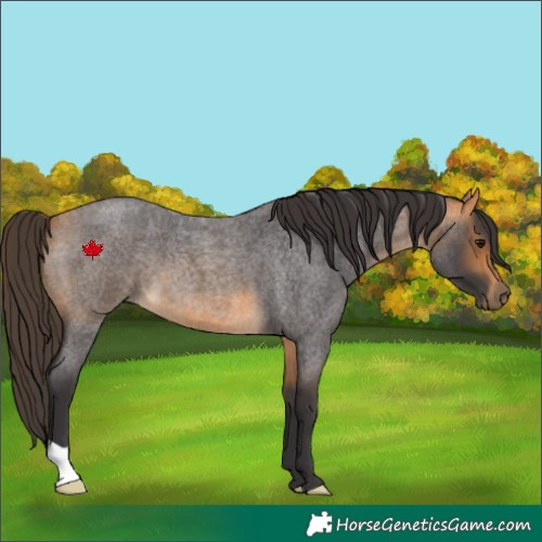 Horse Color:Buckskin Roan 