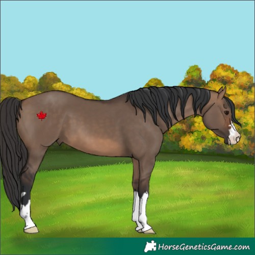 Horse Color:Brown Dun 