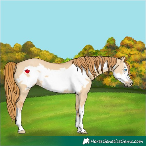 Horse Color:White Spotted Red Dun Frame