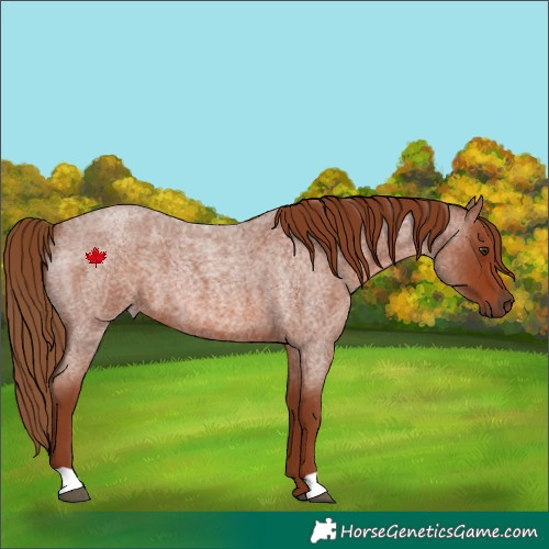 Horse Color:Red Roan 