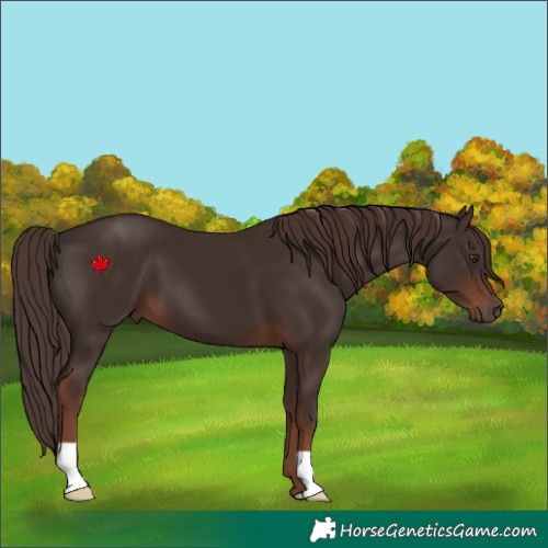 Horse Color:Liver Chestnut 