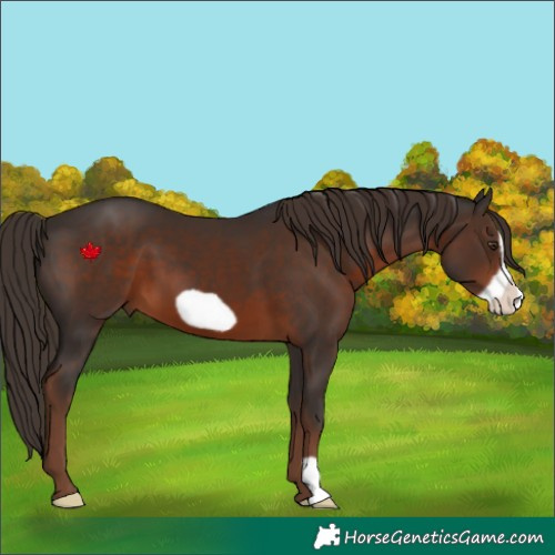 Horse Color:Liver Chestnut Frame