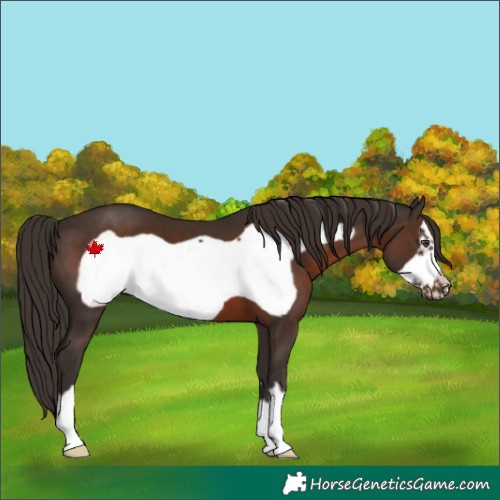 Horse Color:Liver Chestnut Frame 